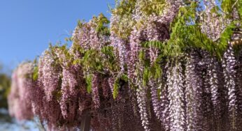 カズチャンネル新居の外観はどんな感じで場所はどこ 住所や間取りまで調べてみた はちはちトピック